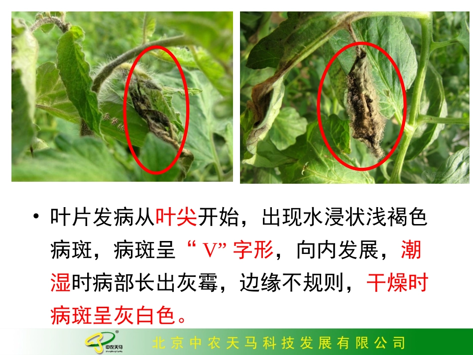 西红柿(番茄)的主要病害的诊断与防治1_第3页