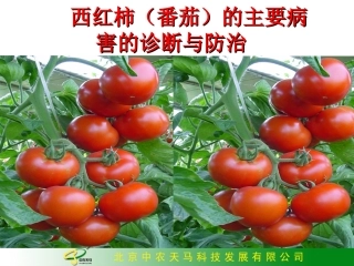 西红柿(番茄)的主要病害的诊断与防治1