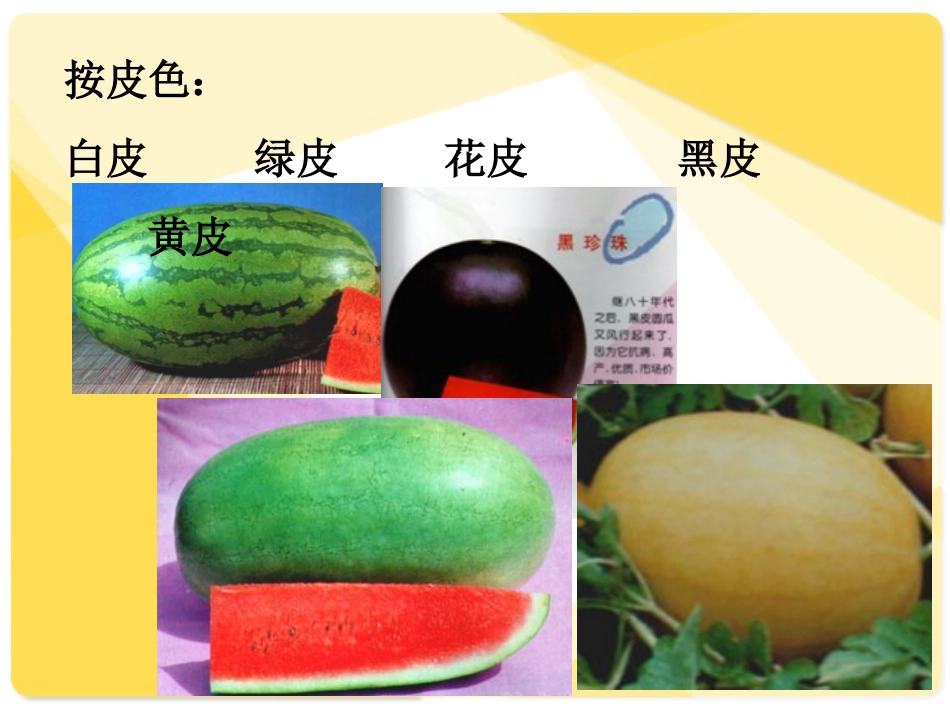 西瓜栽培全过程(公司内部培训)_第3页