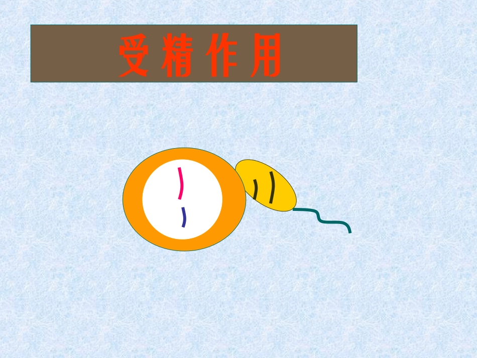 被子植物的双受精作用_第1页