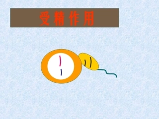 被子植物的双受精作用