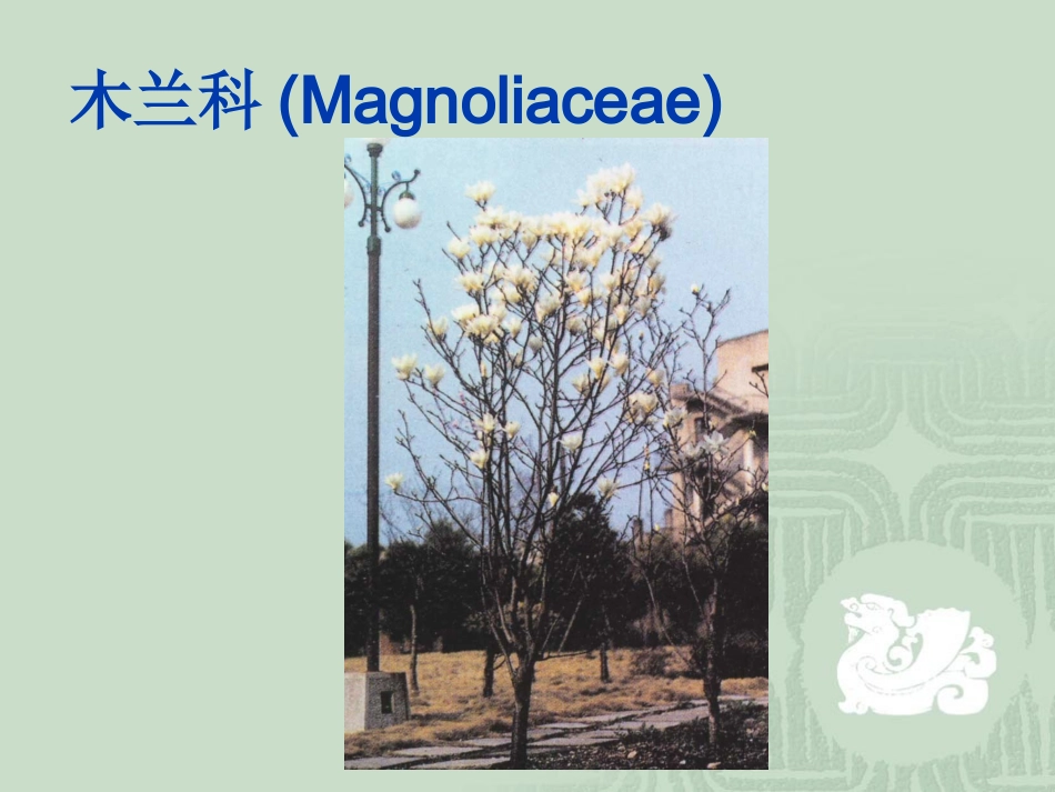 被子植物的分类1_第3页