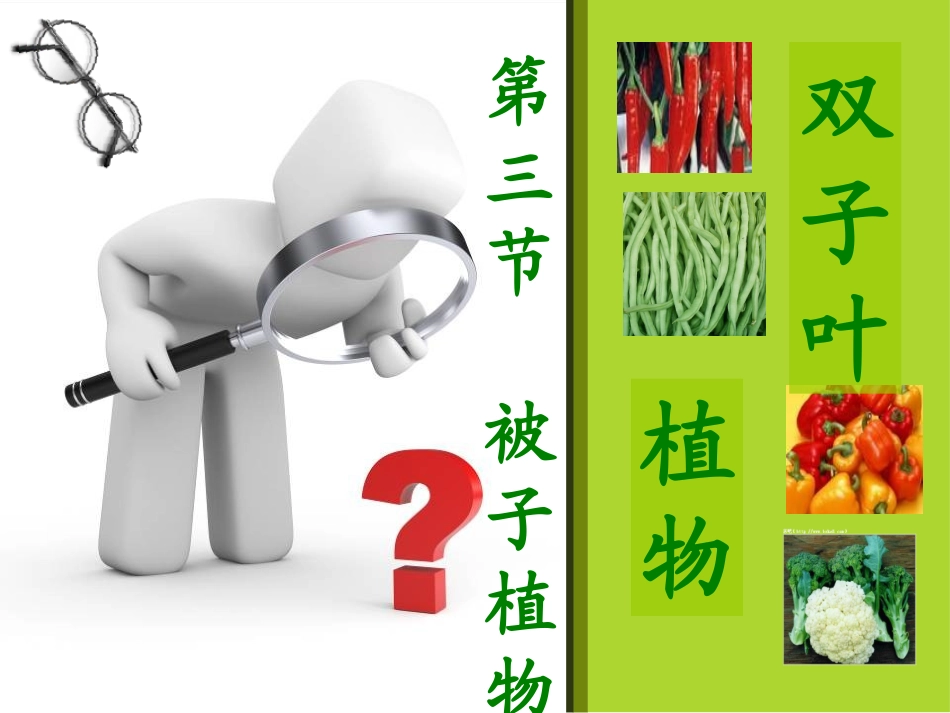 被子植物双子叶植物_第2页