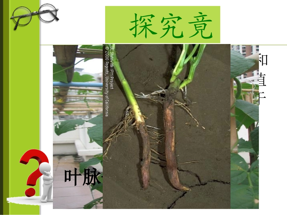 被子植物双子叶植物_第3页