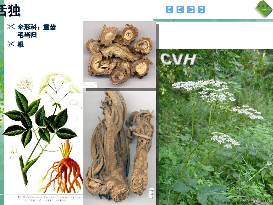 袪风寒湿药(中药图谱)_第2页