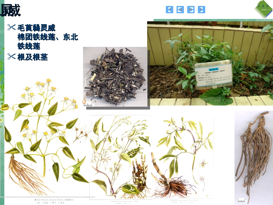袪风寒湿药(中药图谱)_第3页