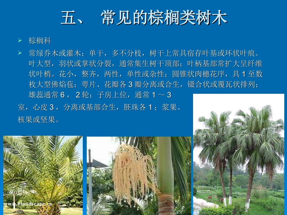 被子植物-棕榈类_第3页