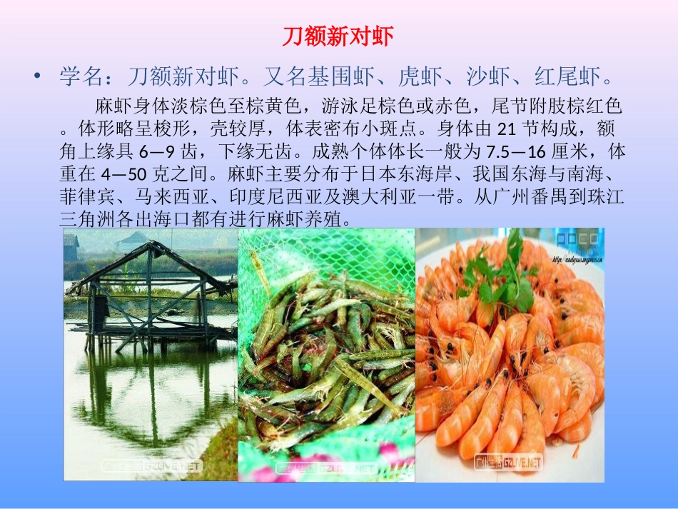 虾的种类,生活常识必备!!!_第2页