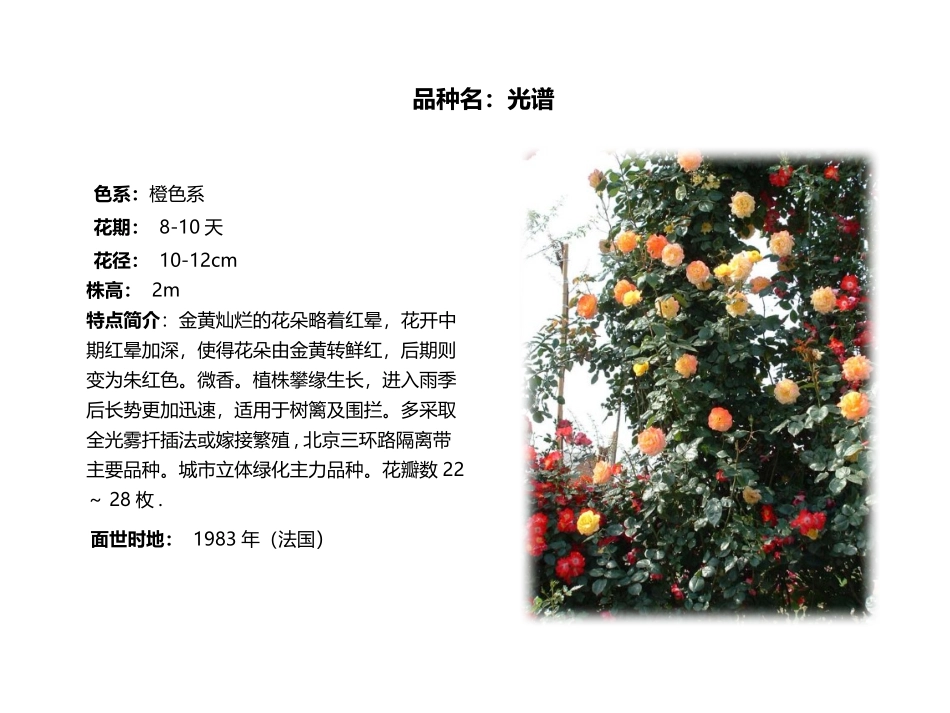 藤本月季彩色图解_第3页