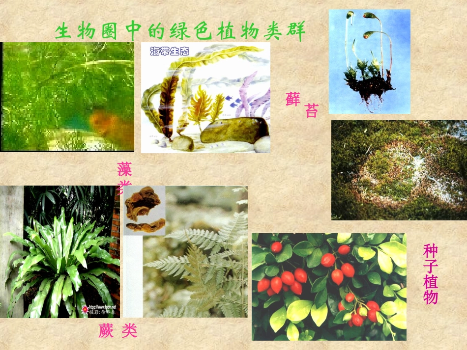 藻类、蕨类和苔藓_第2页