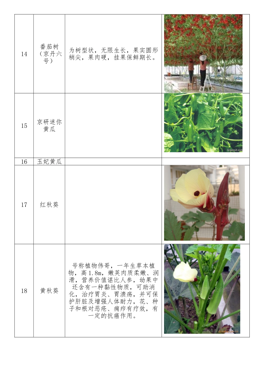 蔬菜品种介绍(李子园)_第3页