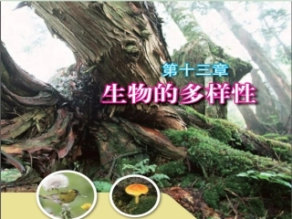 13.1生物的分类