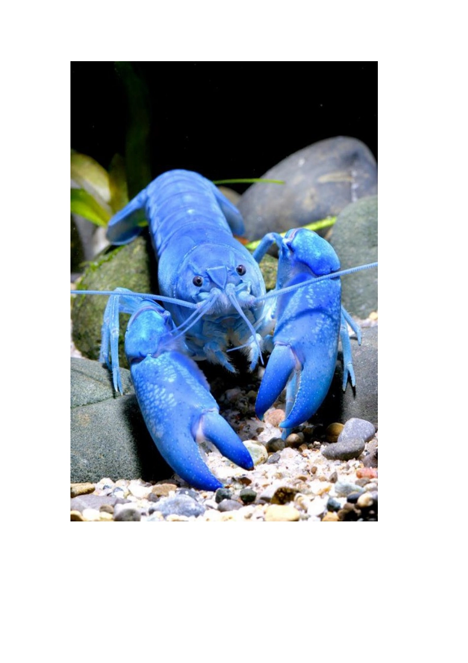 蓝色龙虾：岂止奢华那么简单_第2页