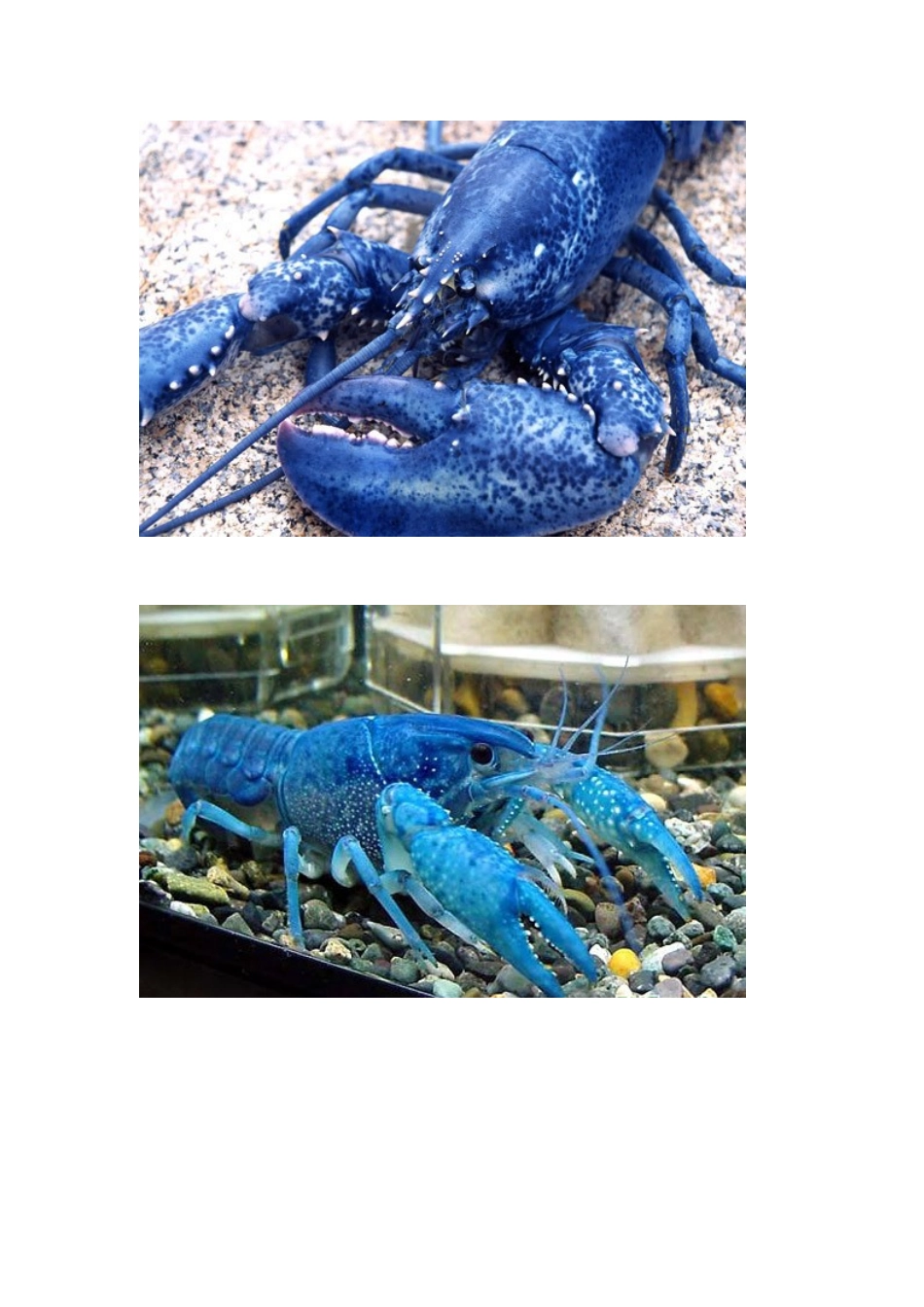 蓝色龙虾：岂止奢华那么简单_第3页