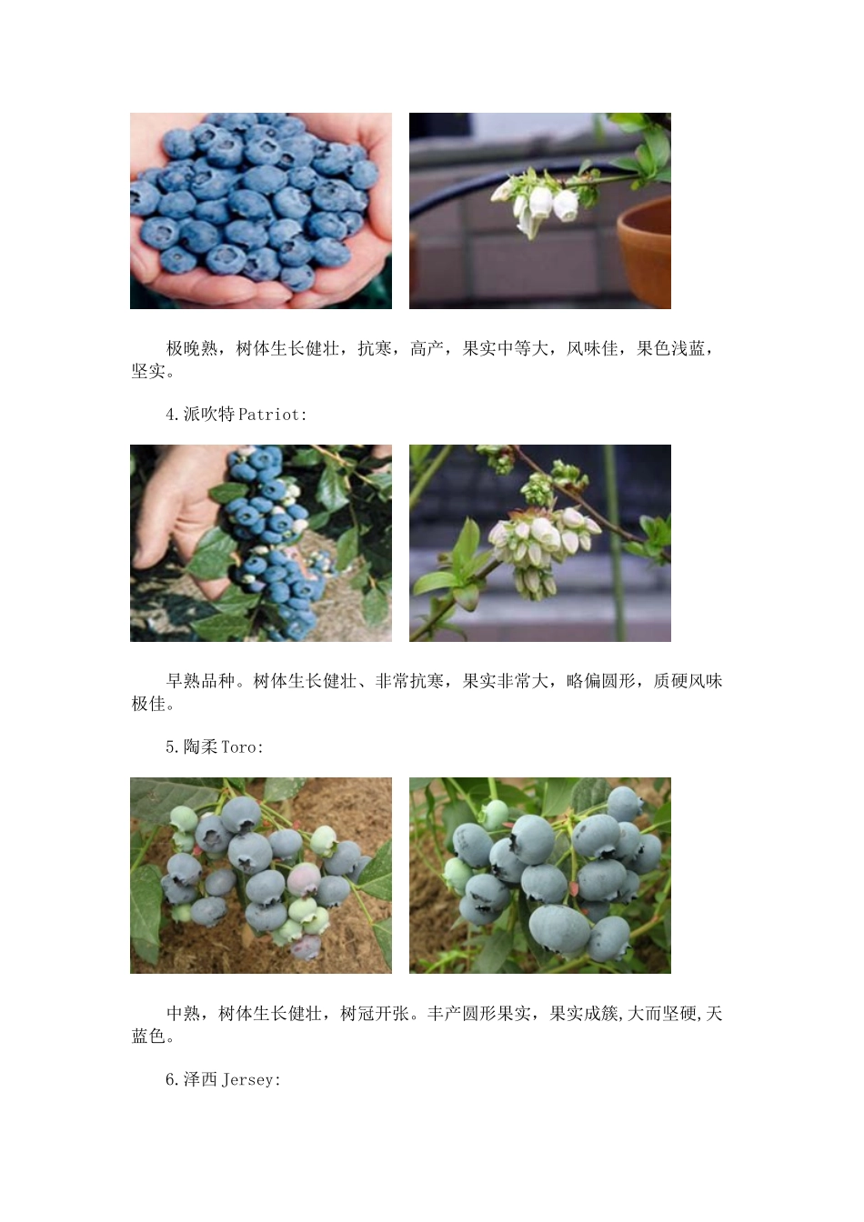 蓝莓各品种特性_第2页