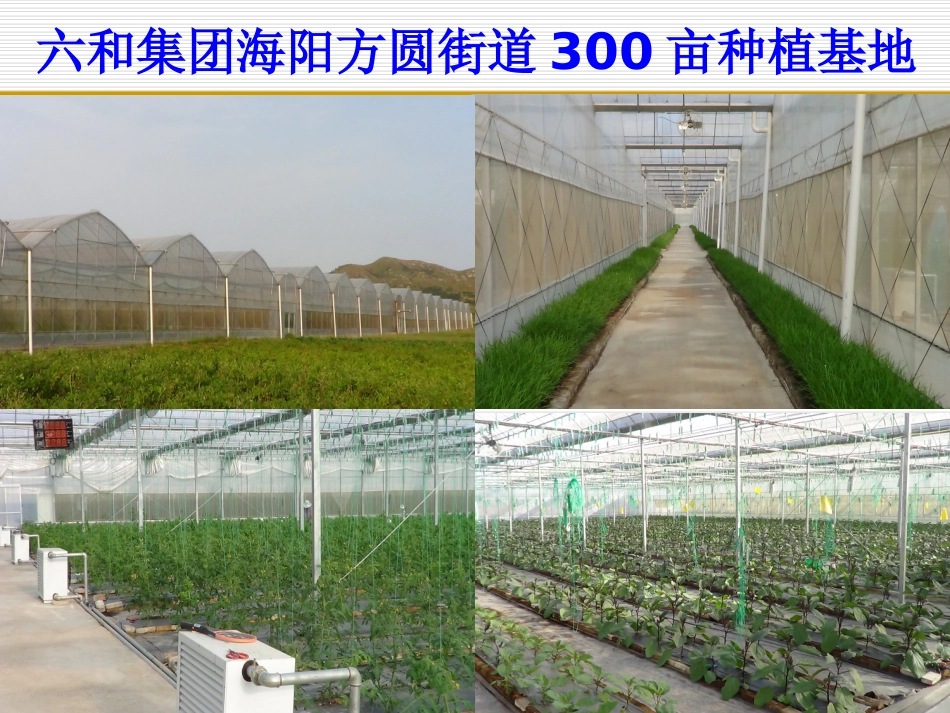 葡萄高产管理施肥技术_第1页