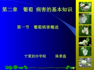葡萄病害课件