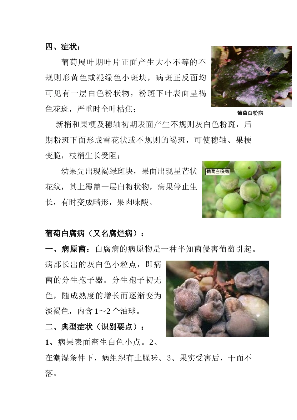 葡萄主要病害_第2页