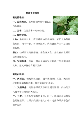 葡萄主要病害