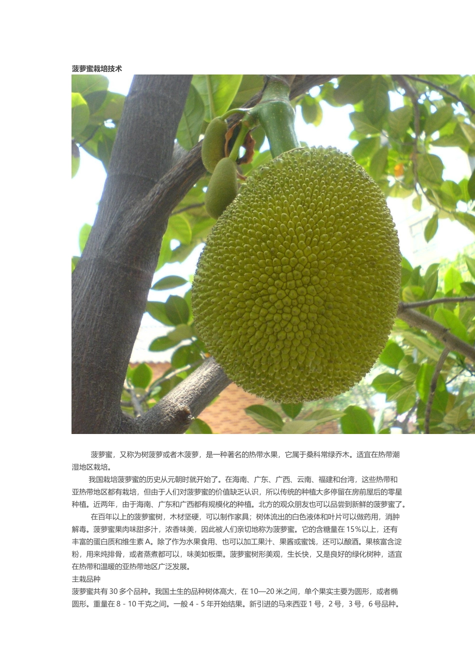 菠萝蜜栽培技术_第1页
