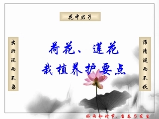 荷花、莲花的栽植养护要点