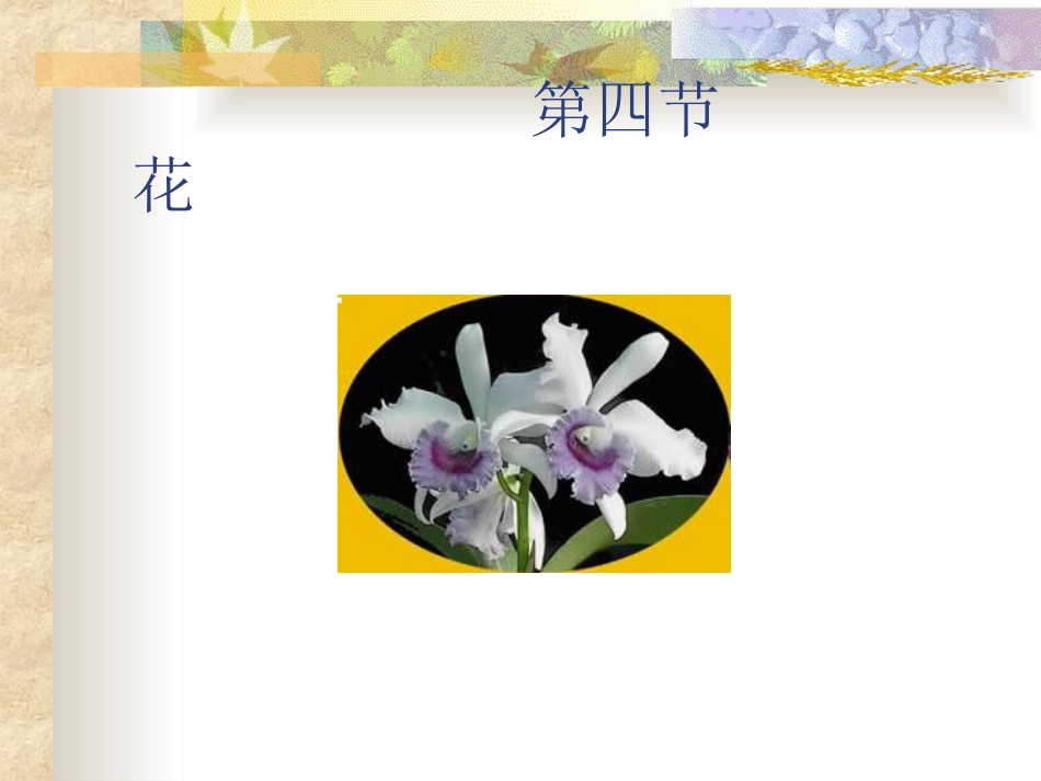 药用植物学6：花_第1页