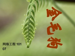 药材：金毛狗