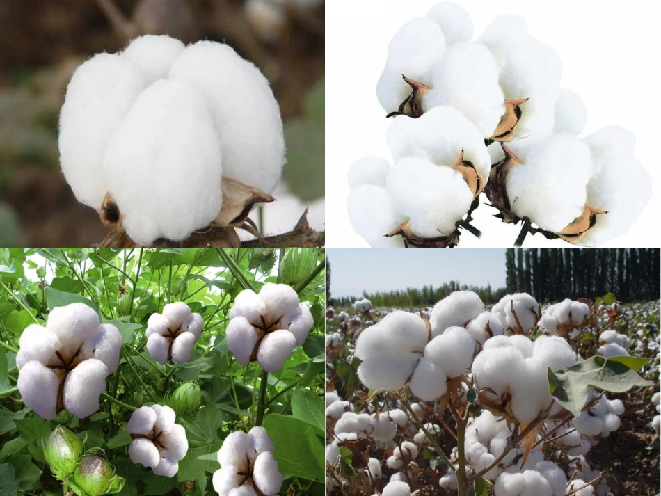 (部编)人教语文2011课标版一年级下册《棉花姑娘》课件-(2)_第2页