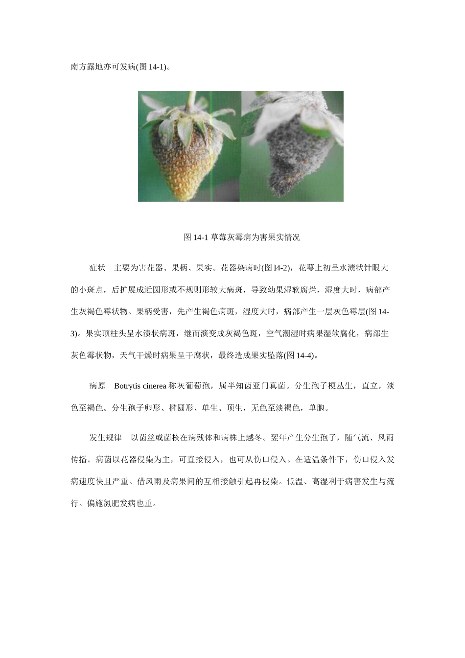 草莓病害防治_第2页