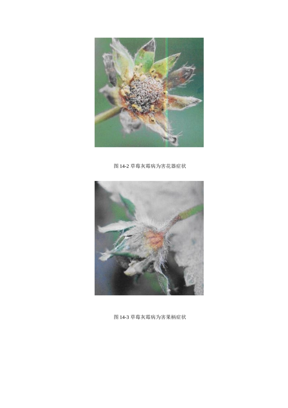 草莓病害防治_第3页