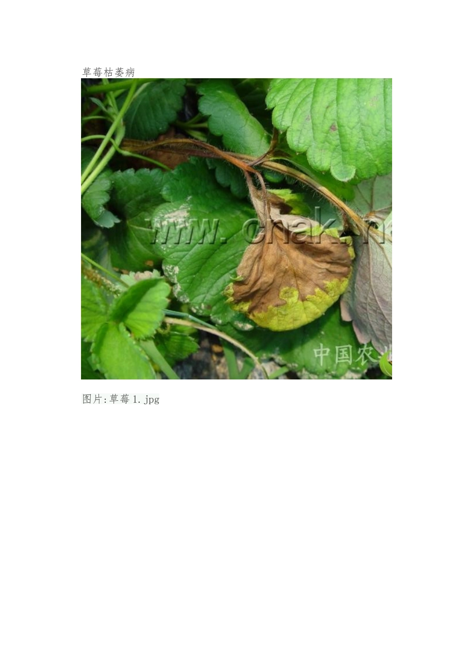 草莓病害大全_高清_第1页