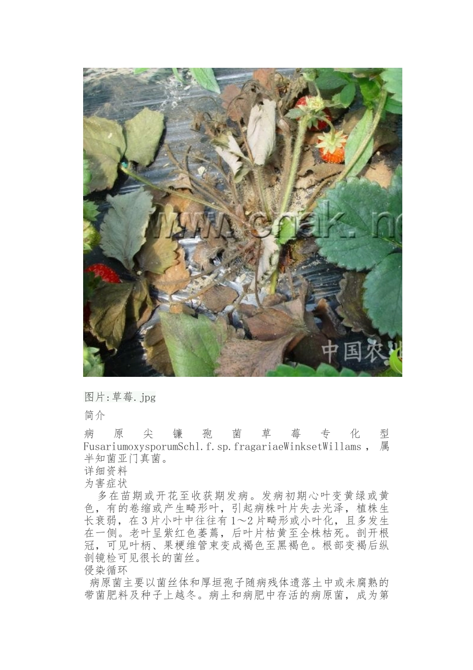 草莓病害大全_高清_第2页