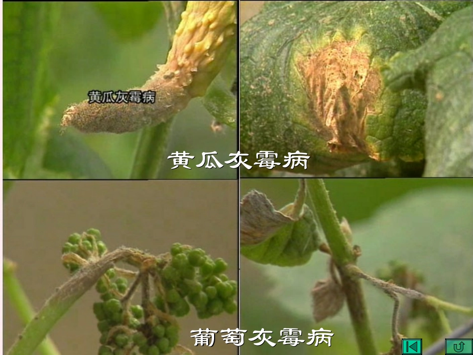 茄科蔬菜病害_第3页