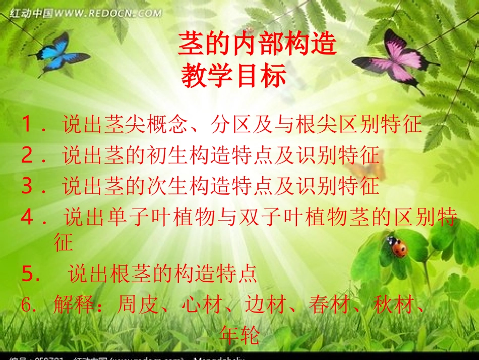 茎的内部构造_第2页