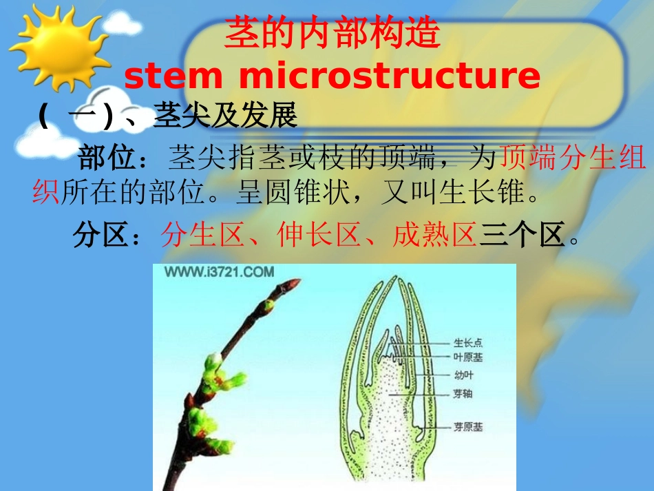 茎的内部构造_第3页