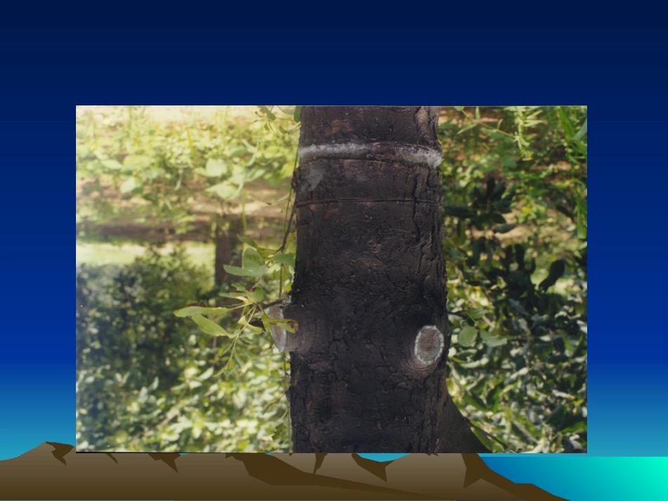 苹果绵蚜防治_第3页