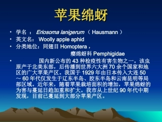 苹果绵蚜防治