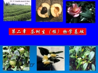 茶树栽培与病虫害防治课件第二章