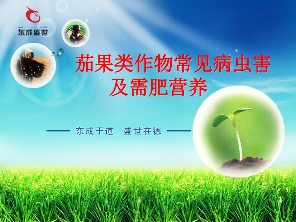 茄果类作物常见病_第1页