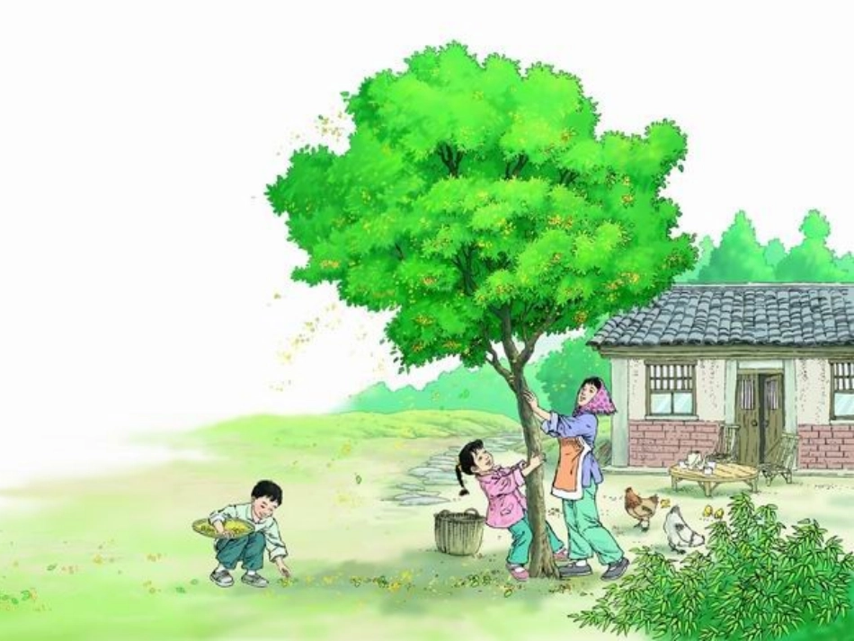 2014桂花雨_第1页