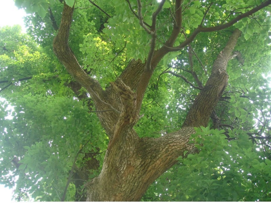 2014桂花雨_第2页