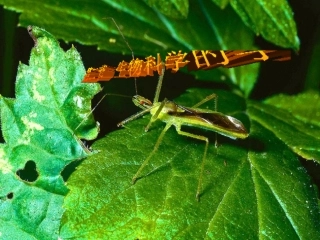 苏教版教学课件[名校联盟]陕西省安康市汉滨高级中学高一生物《12 生物科学的学习过程》课件