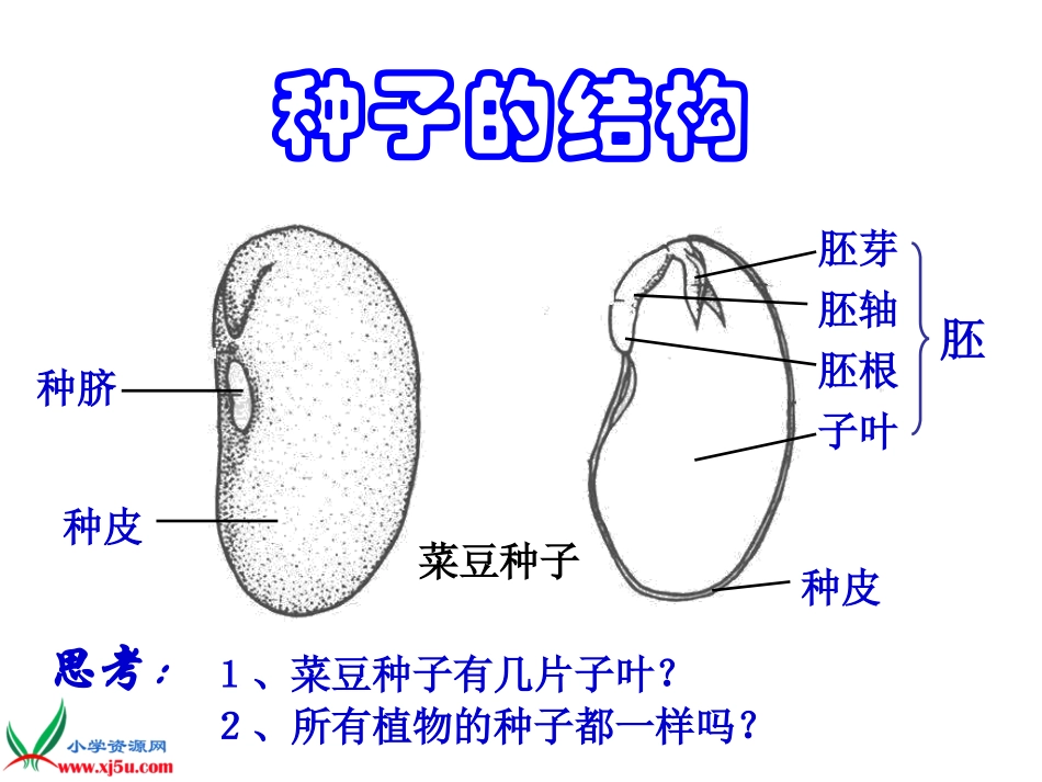 苏教版小学科学三年级下册《果实和种子》PPT课件_第2页