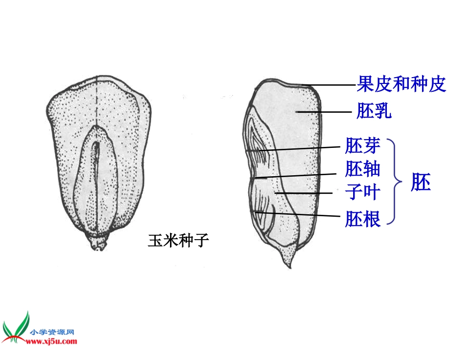 苏教版小学科学三年级下册《果实和种子》PPT课件_第3页