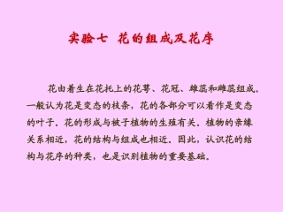 花的组成及花序