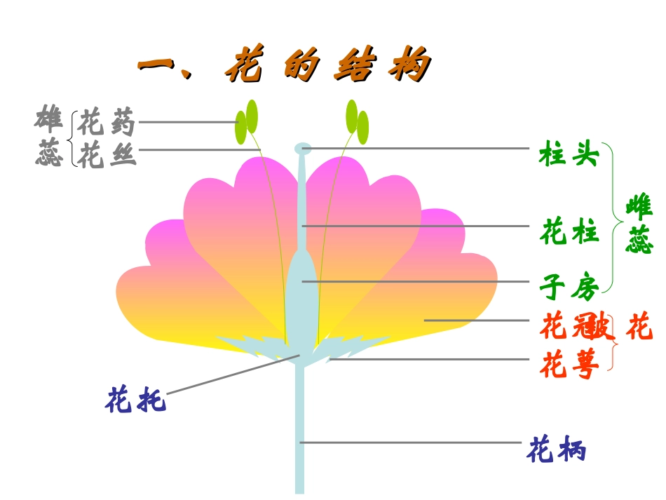 花的结构和类型_第1页