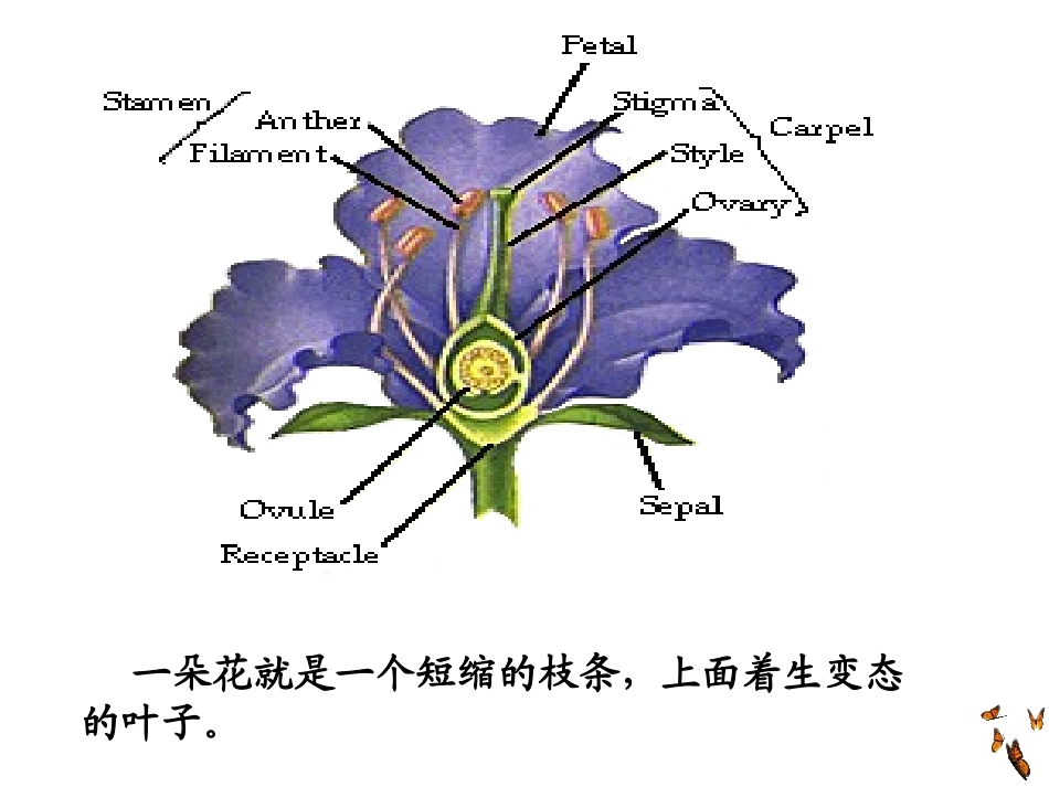花的形态结构植物学_第2页