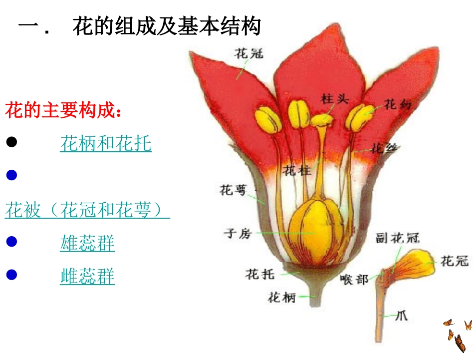 花的形态结构植物学_第3页