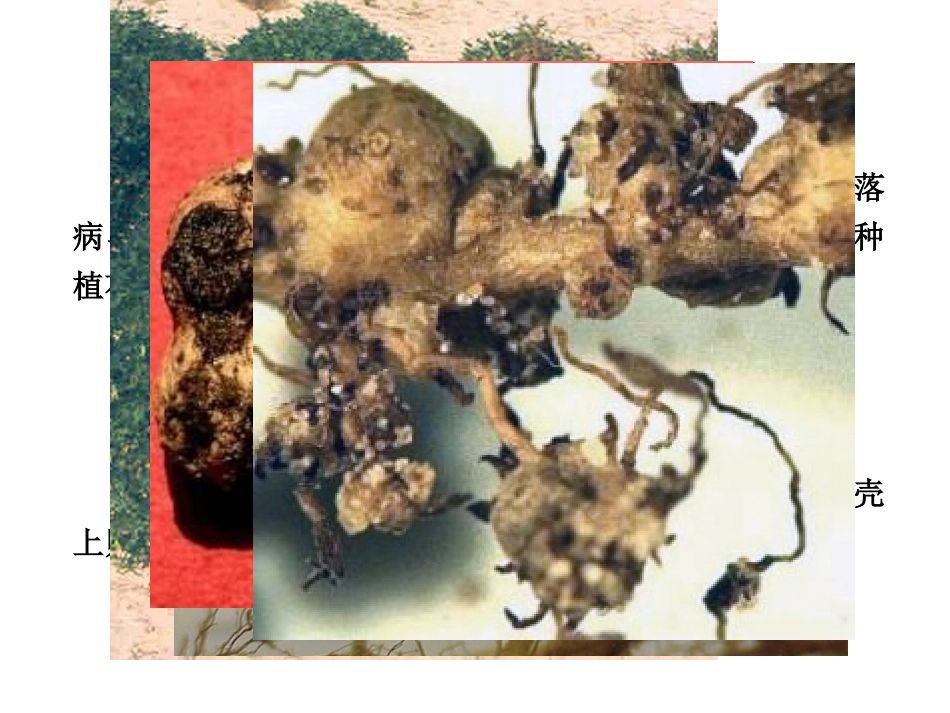花生根结线虫病_第1页