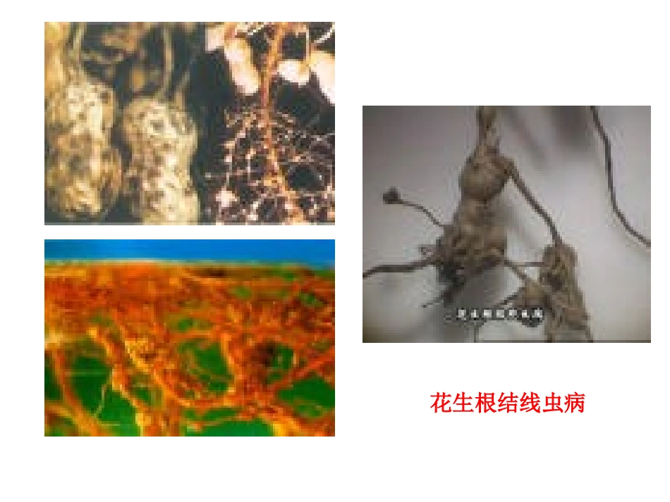 花生根结线虫病_第2页